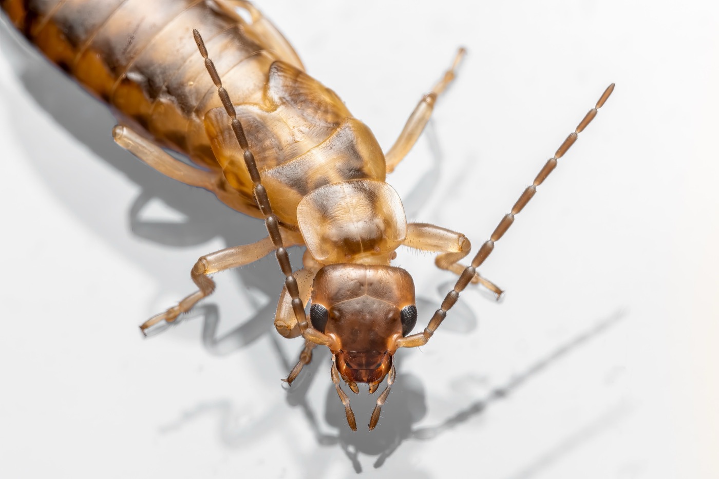 Technicien Ecopest en intervention anti-parasitaire