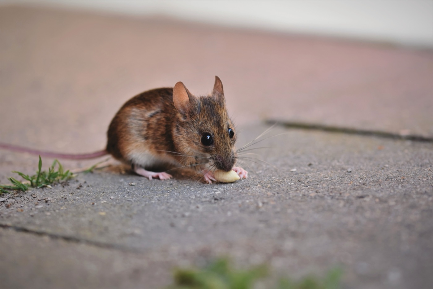 Souris
